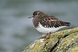 Image. Black Turnstone