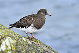 Image. Black Turnstone