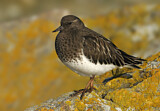 Image. Black Turnstone