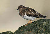 Image. Black Turnstone