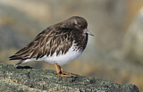 Image. Black Turnstone