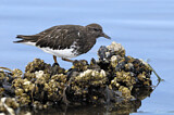 Image. Black Turnstone