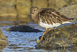 Image. Black Turnstone