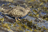 Image. Black Turnstone