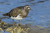 Image. Black Turnstone