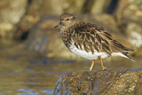 Image. Black Turnstone