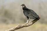 Image. Black Vulture