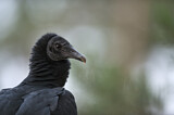Image. Black Vulture