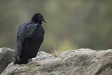 Image. Black Vulture