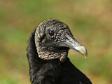 Image. Black Vulture
