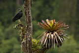 Image. Black Vulture