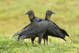 Image. Black Vulture