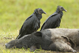 Image. Black Vulture