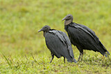 Image. Black Vulture