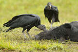 Image. Black Vulture