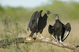 Image. Black Vulture