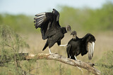 Image. Black Vulture