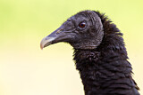 Image. Black Vulture