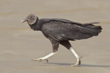 Image. Black Vulture