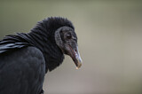 Image. Black Vulture