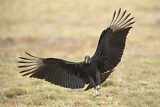 Image. Black Vulture