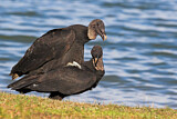 Image. Black Vulture
