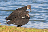 Image. Black Vulture