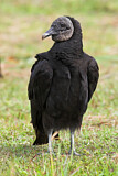 Image. Black Vulture