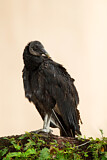 Image. Black Vulture