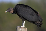 Image. Black Vulture