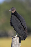 Image. Black Vulture