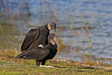 Image. Black Vulture