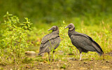 Image. Black Vulture