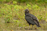 Image. Black Vulture