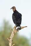 Image. Black Vulture