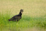Image. Black Vulture