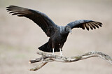 Image. Black Vulture