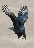 Image. Black Vulture