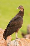 Image. Black Vulture