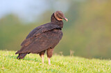 Image. Black Vulture