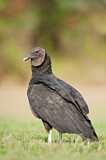 Image. Black Vulture