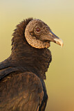 Image. Black Vulture