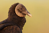Image. Black Vulture