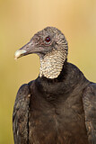 Image. Black Vulture