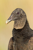 Image. Black Vulture