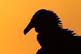 Image. Black Vulture