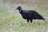 Image. Black Vulture