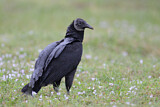 Image. Black Vulture
