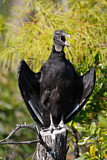 Image. Black Vulture