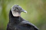 Image. Black Vulture